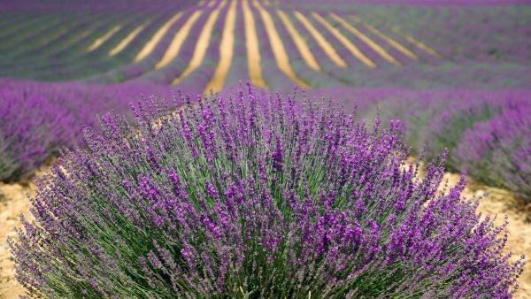lavender 894919 1920